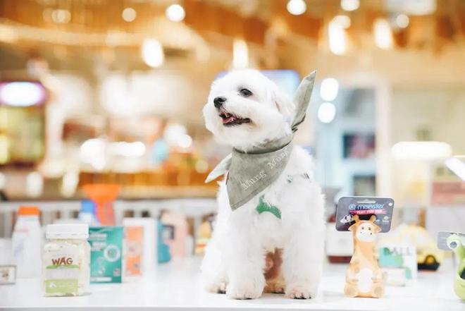 球速体育MAIA ACTIVE开首家瑜伽主题店、小红书跨界开咖啡店、宠物用品买手(图6)